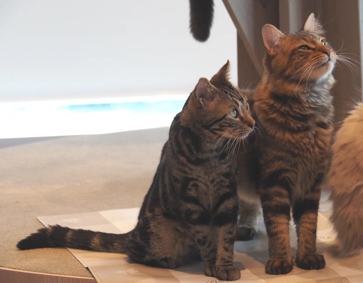 猫カフェ、モカMOCHA)の猫写真44