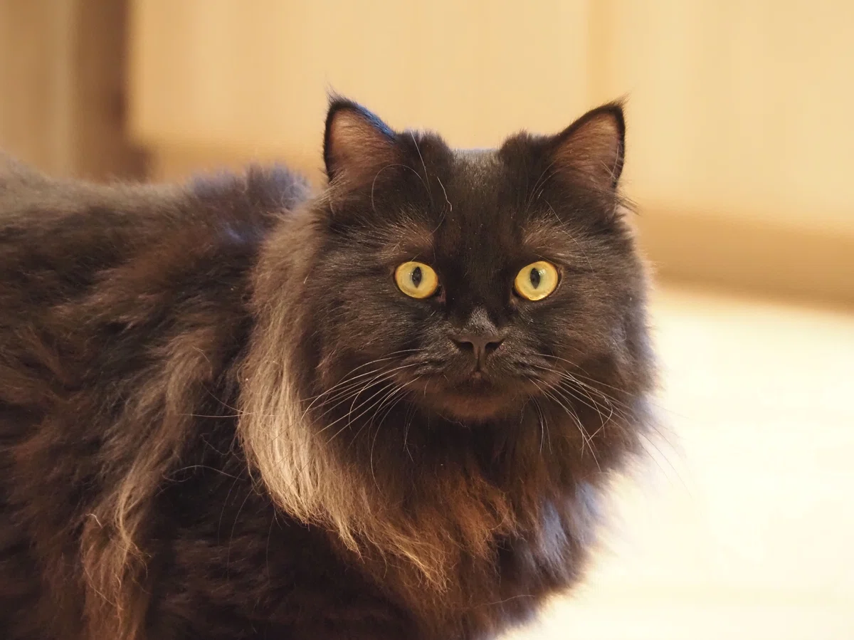 猫カフェ、モカMOCHA)の猫写真50