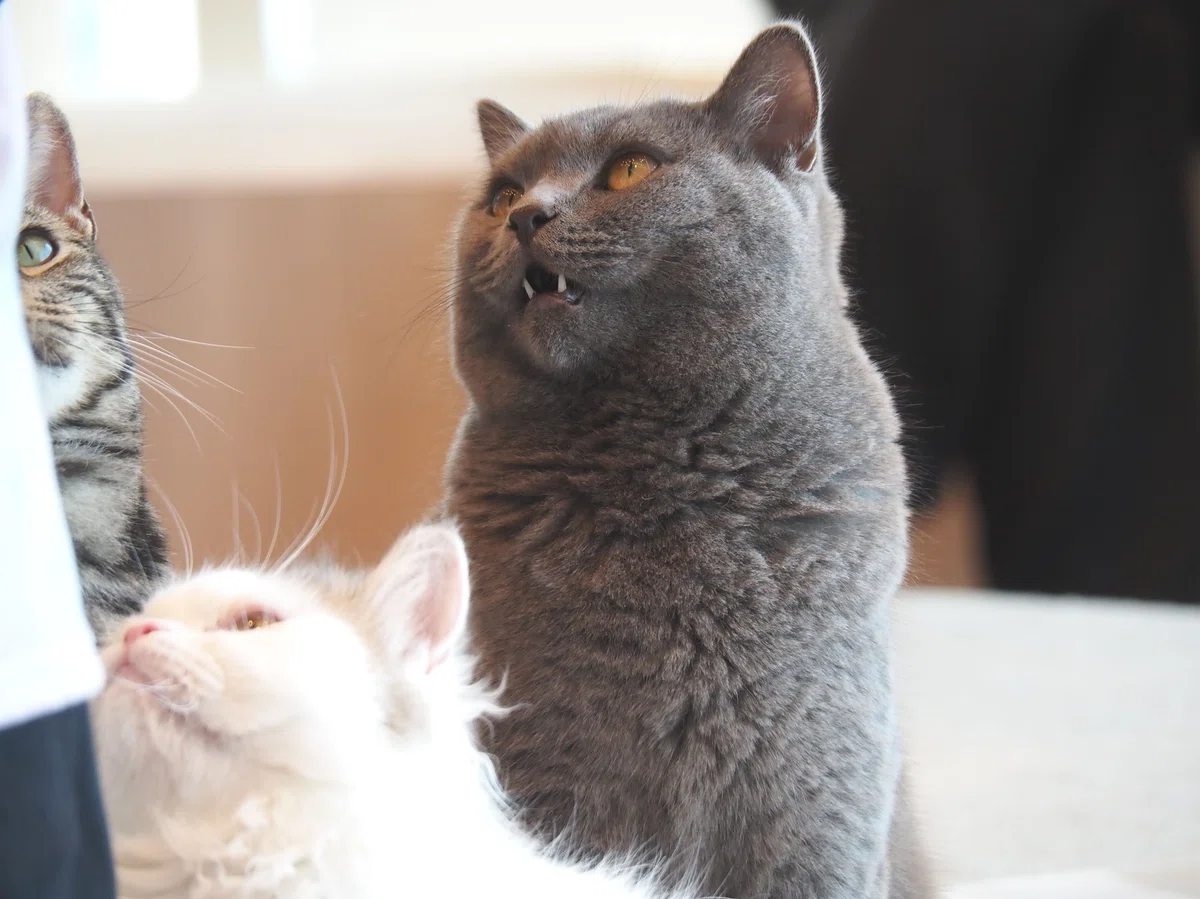 猫カフェ、モカMOCHA)の猫写真40
