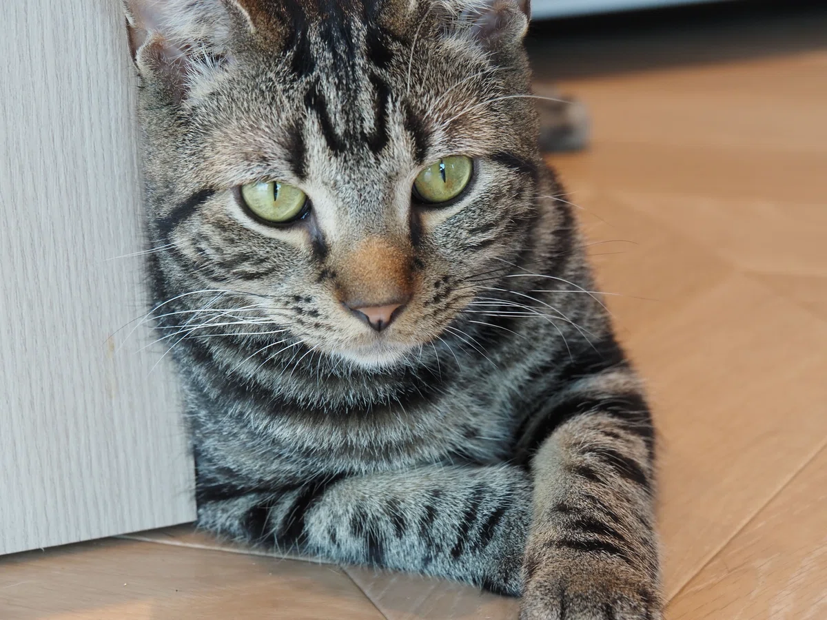 猫カフェ、モカMOCHA)の猫写真17