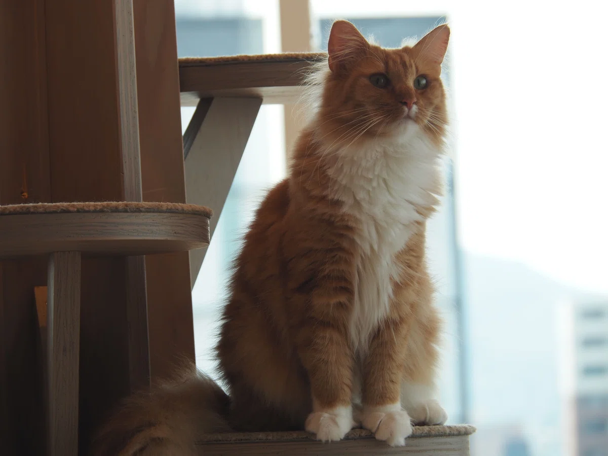 猫カフェ、モカMOCHA)の猫写真38