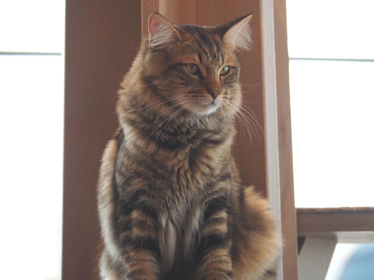 猫カフェ、モカMOCHA)の猫写真18