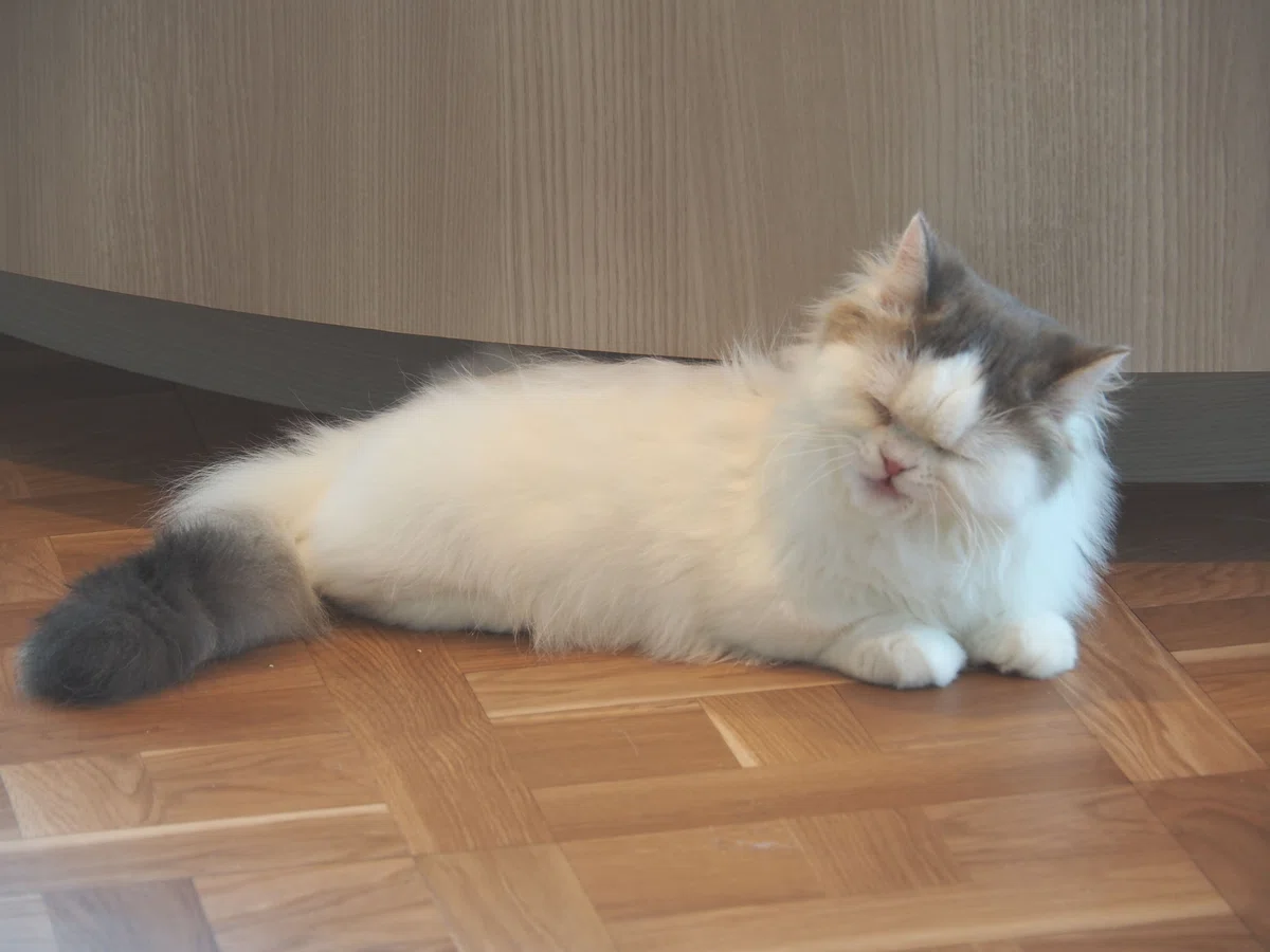 猫カフェ、モカMOCHA)の猫写真11