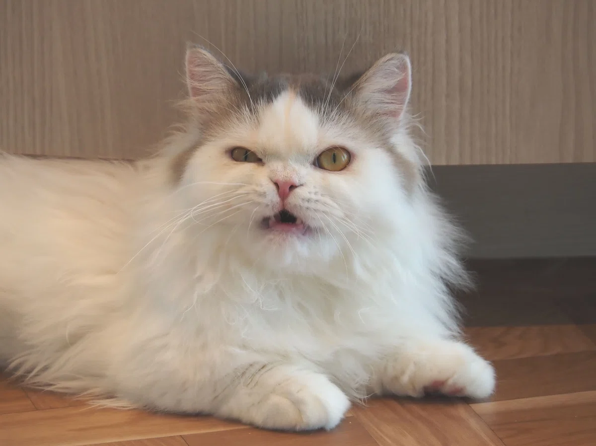 猫カフェ、モカMOCHA)の猫写真16