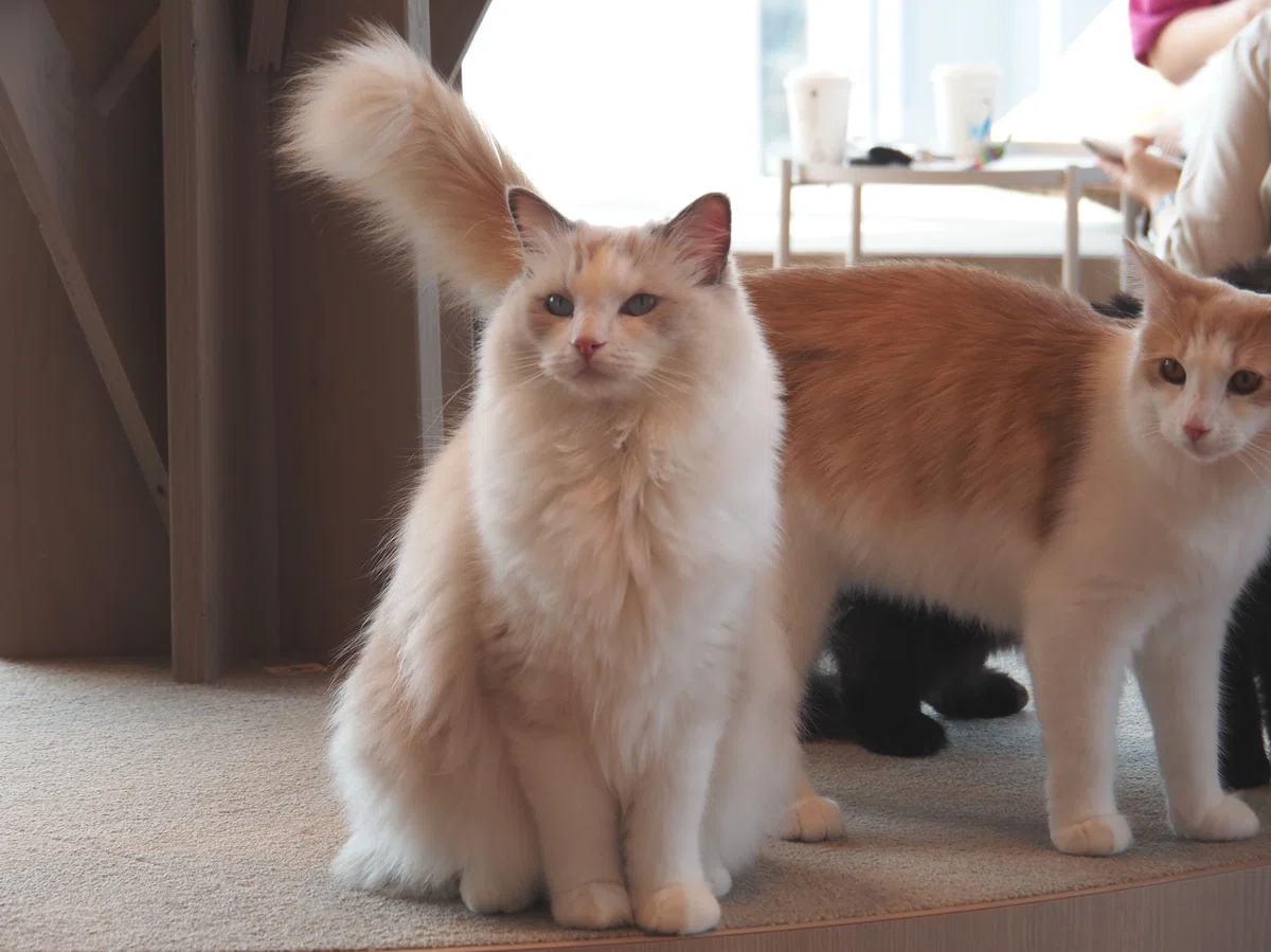 猫カフェ、モカMOCHA)の猫写真29