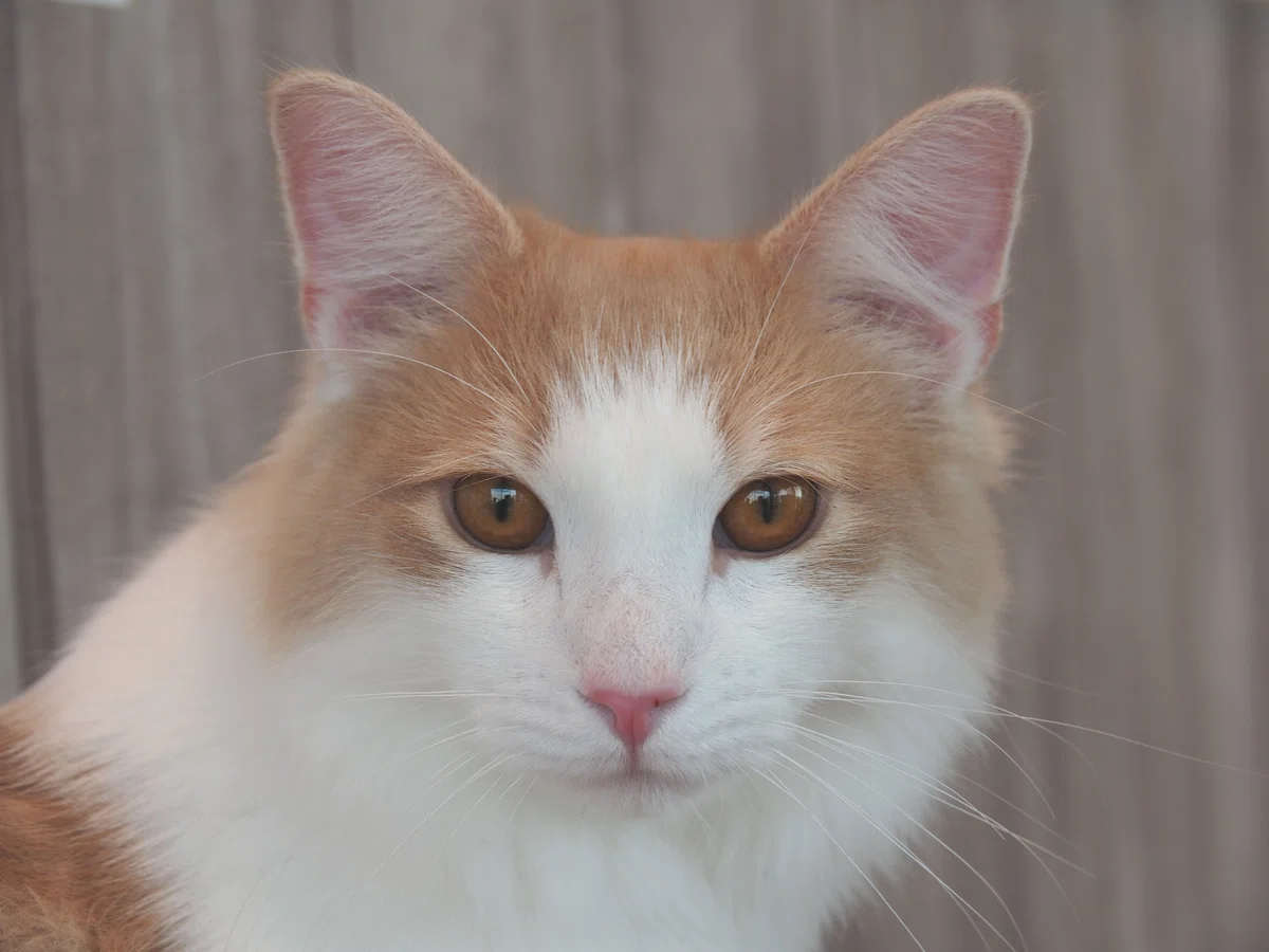 猫カフェ、モカMOCHA)の猫写真28