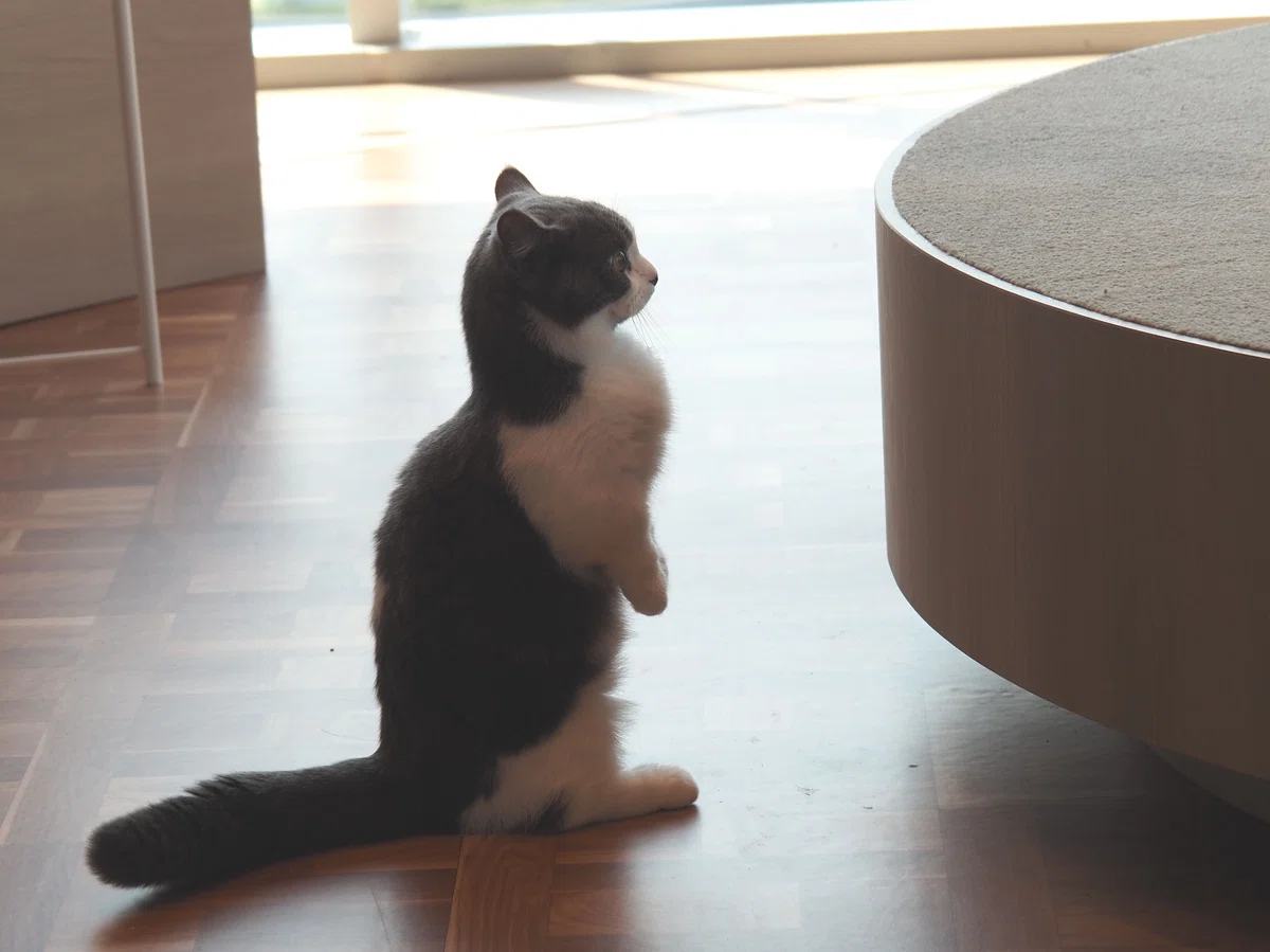 猫カフェ、モカMOCHA)の猫写真22