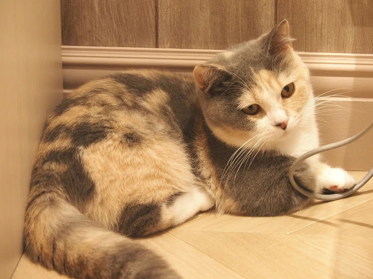 猫カフェ、モカMOCHA)の猫写真48