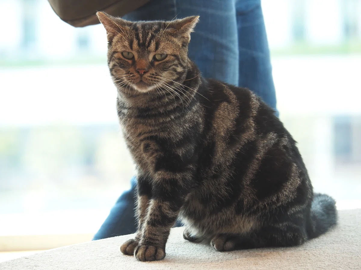 猫カフェ、モカMOCHA)の猫写真19