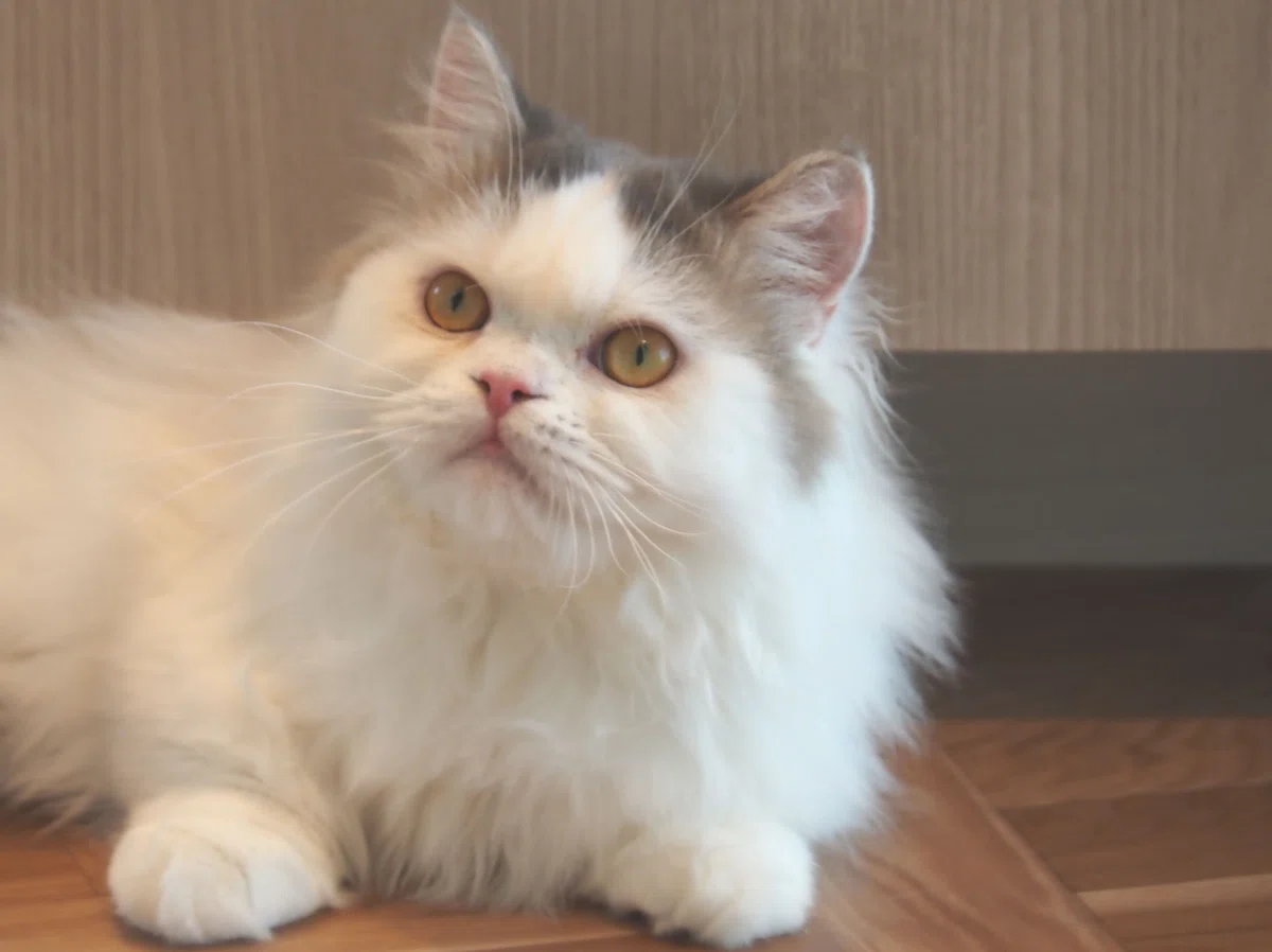 猫カフェ、モカMOCHA)の猫写真14