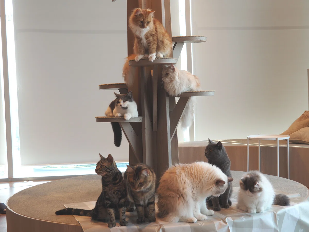 猫カフェ、モカMOCHA)の猫写真45