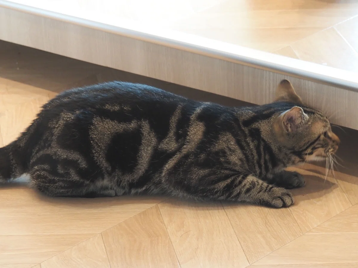 猫カフェ、モカMOCHA)の猫写真30