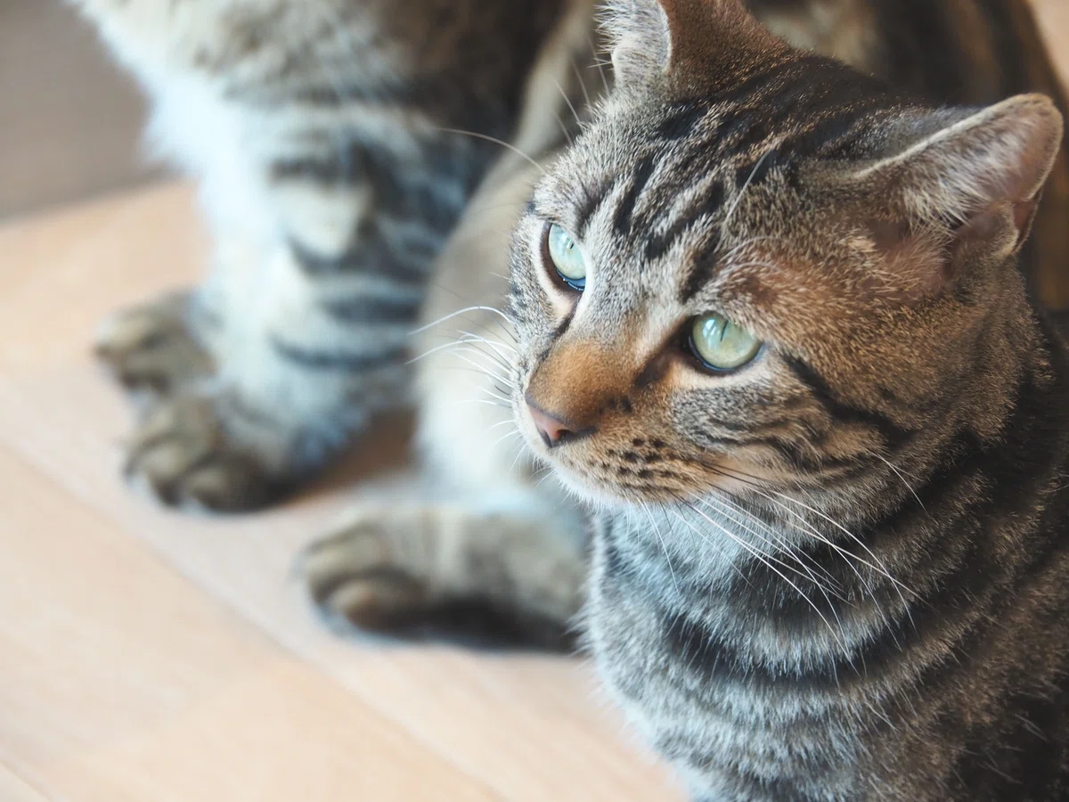 猫カフェ、モカMOCHA)の猫写真33