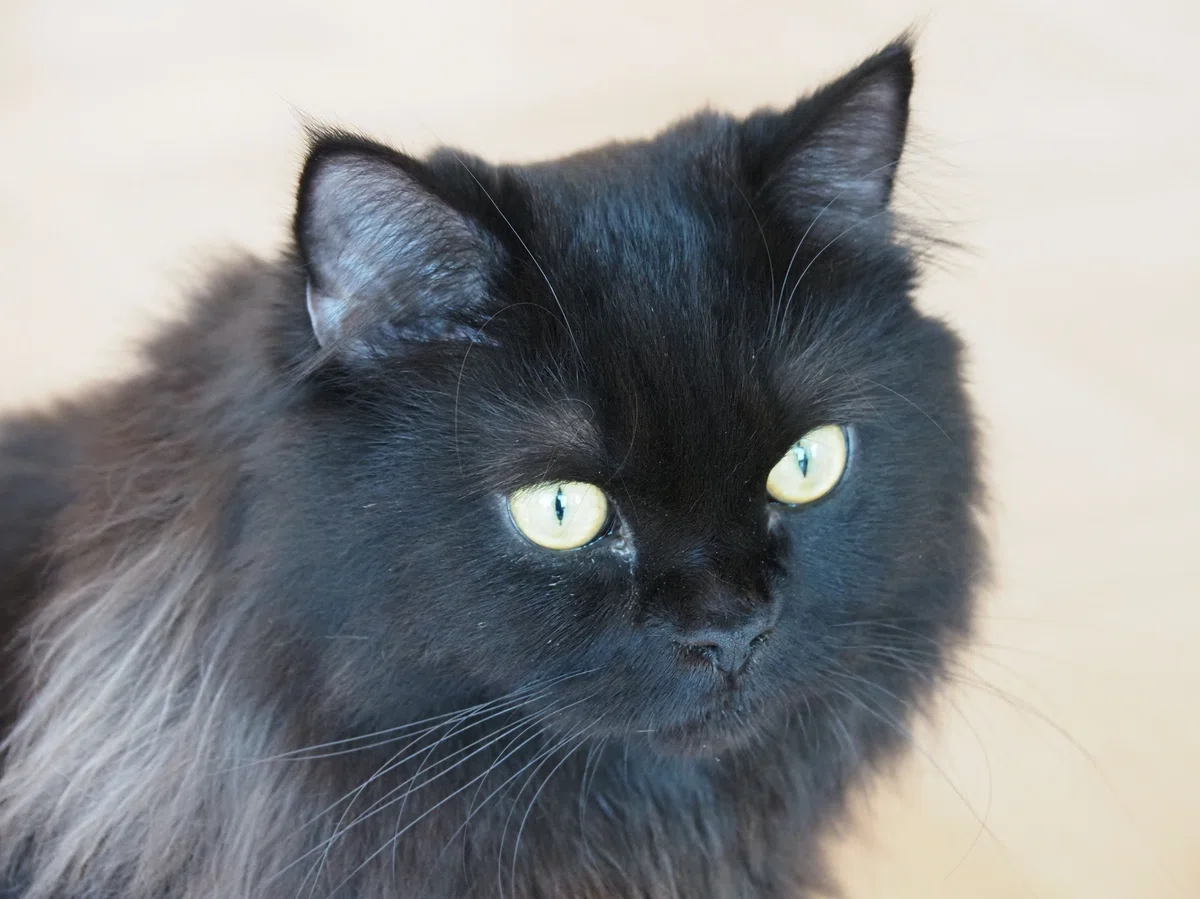 猫カフェ、モカMOCHA)の猫写真26
