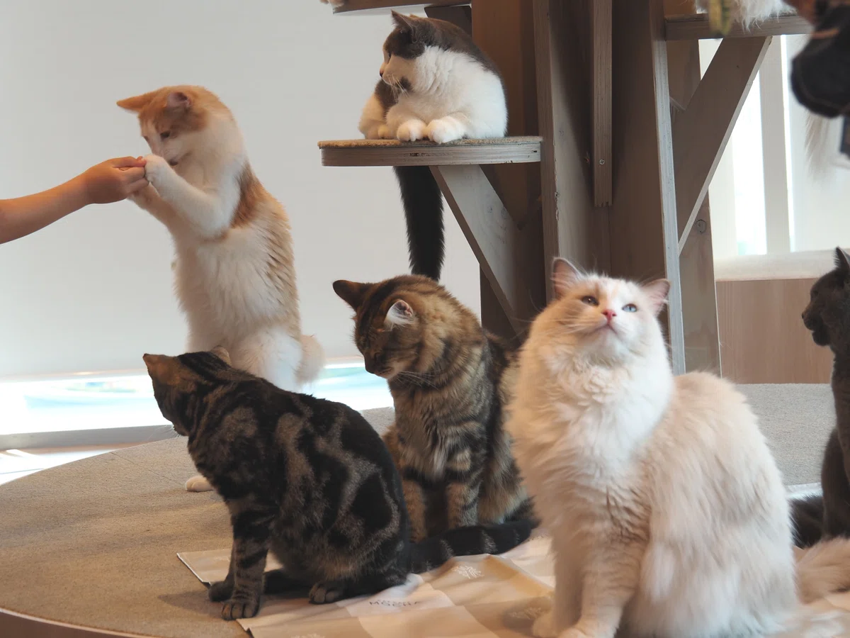 猫カフェ、モカMOCHA)の猫写真43