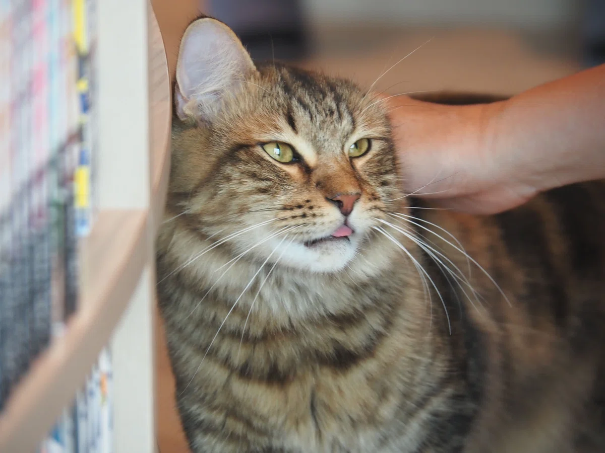 猫カフェ、モカMOCHA)の猫写真31