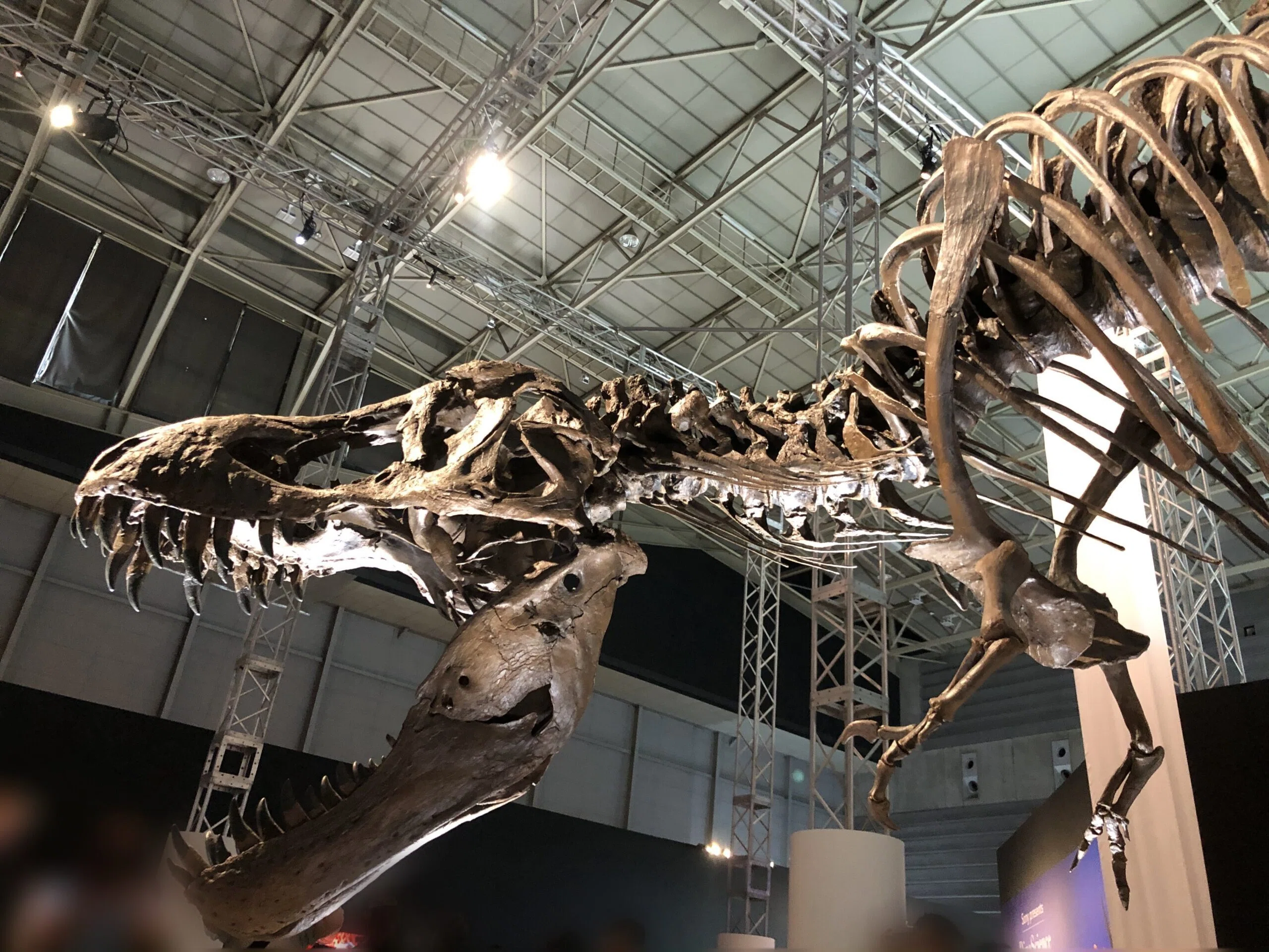 備忘録】Dino Science 恐竜科学博に行って、世界一完全な
