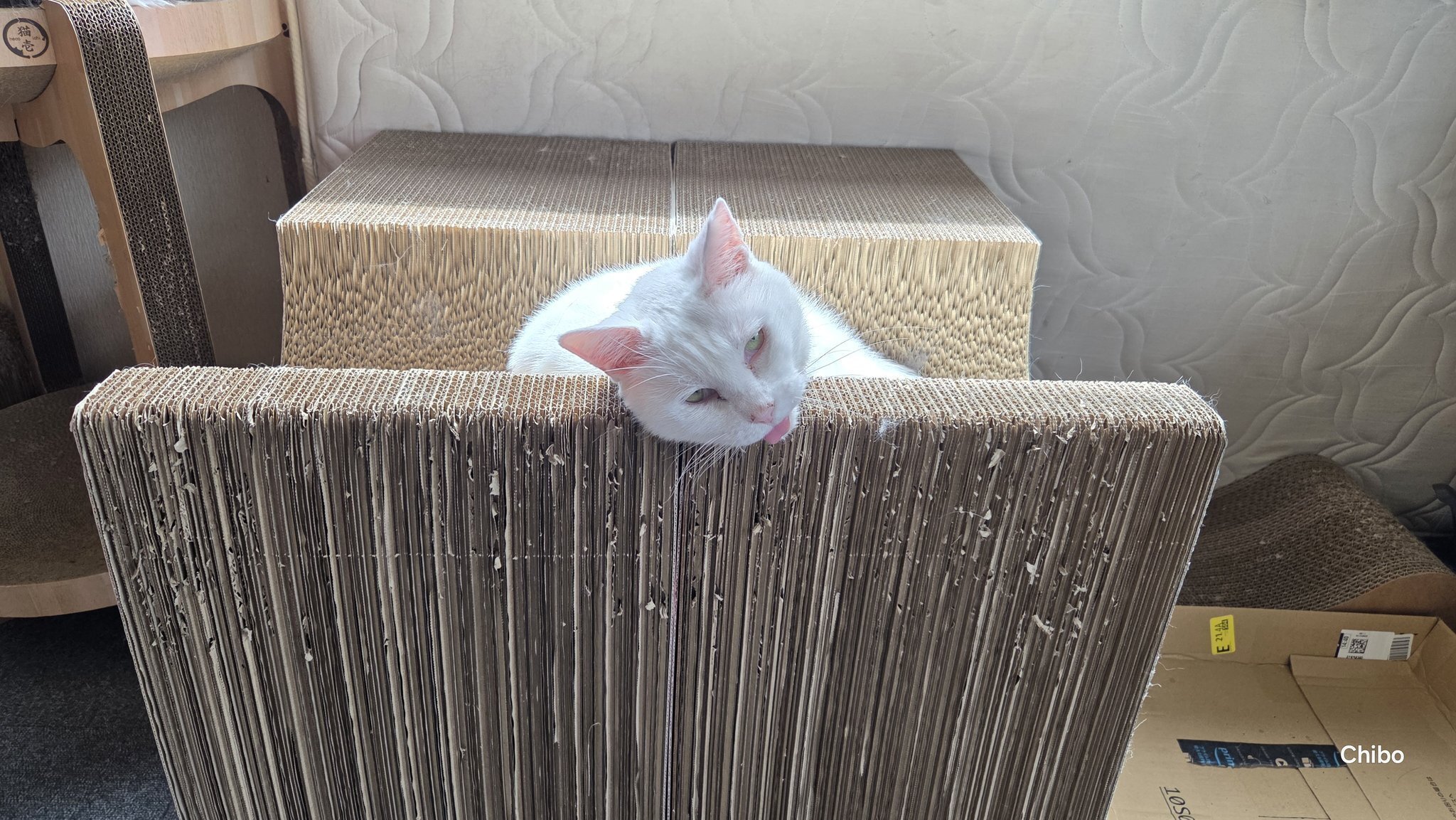 マタタビ中毒かと思った」正気を失った顔で甘える猫ちゃんのクセが強