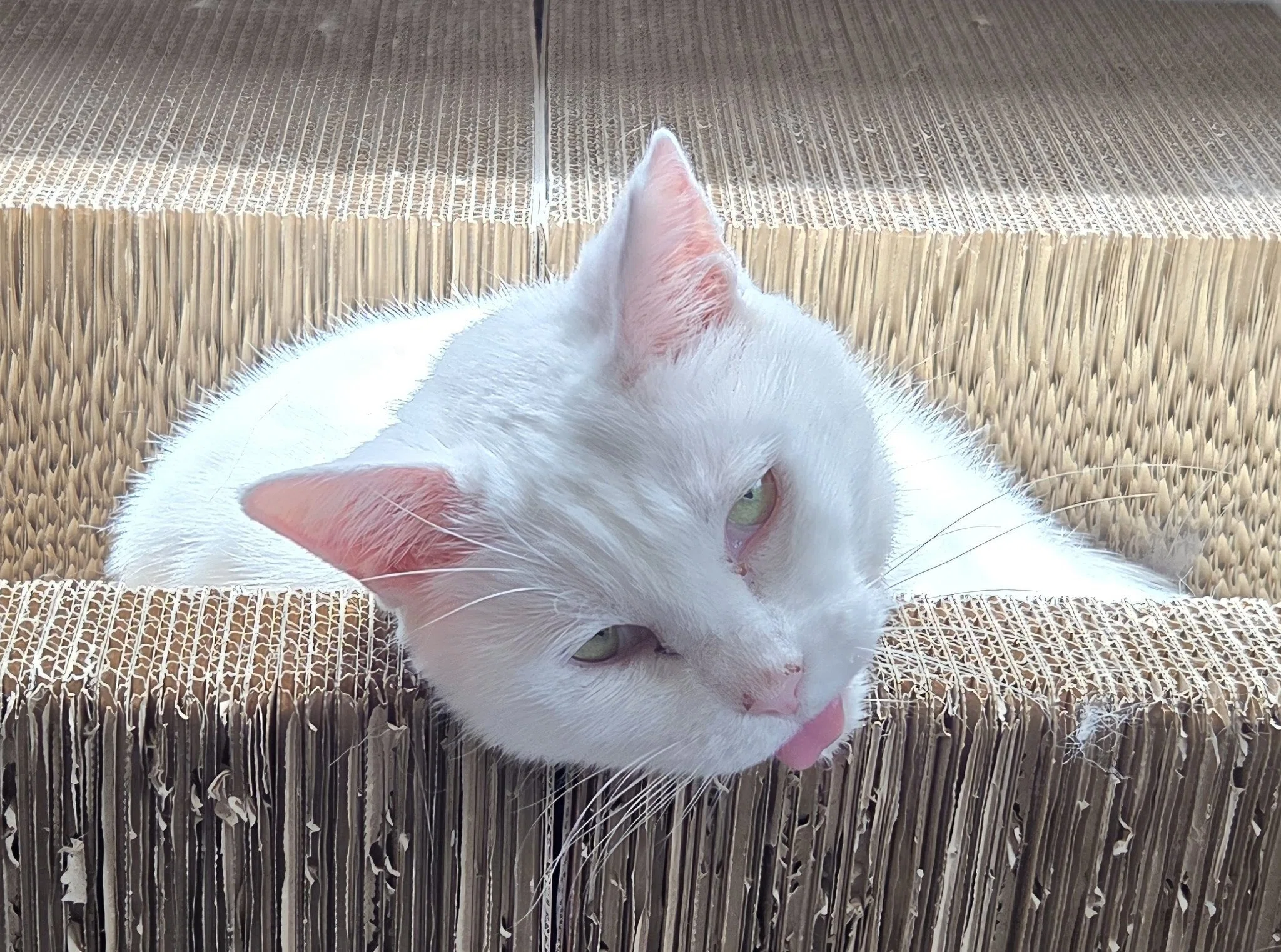 マタタビ中毒かと思った」正気を失った顔で甘える猫ちゃんのクセが強