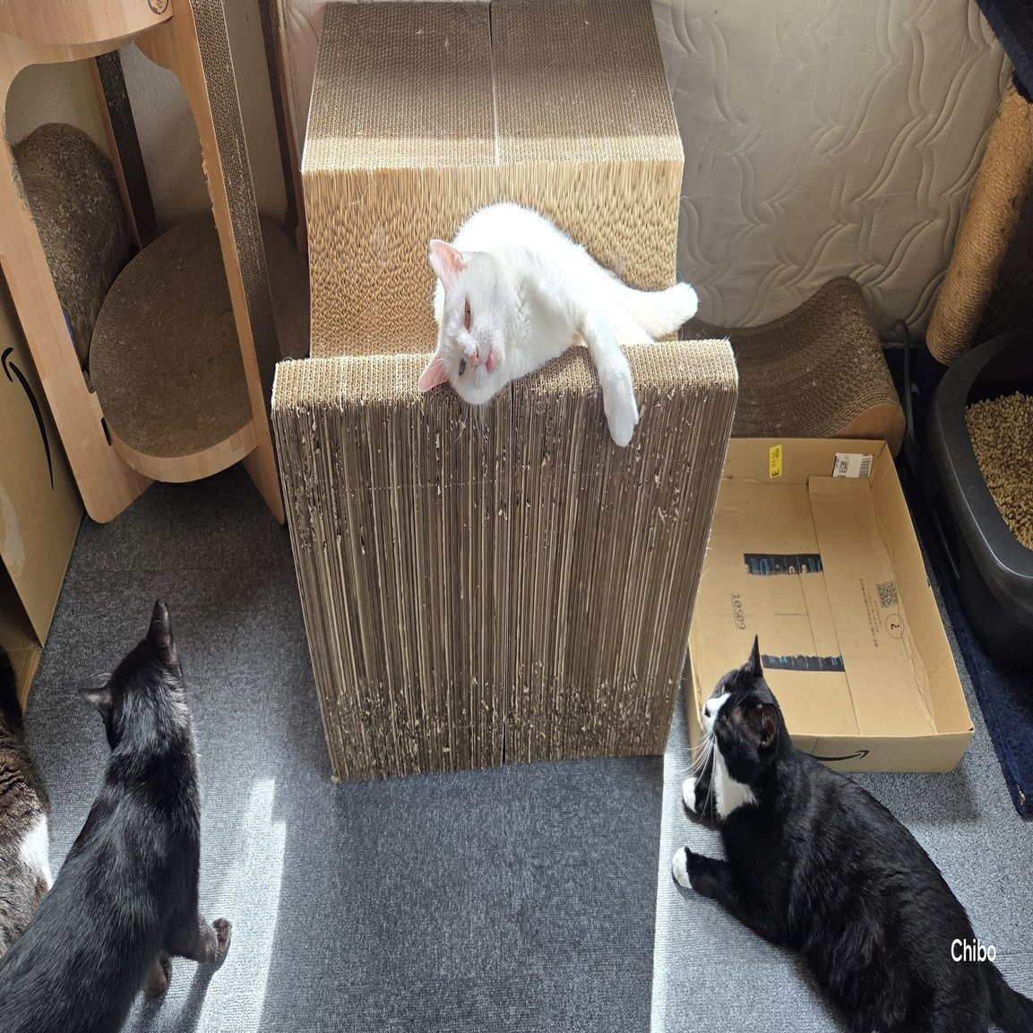 マタタビ中毒かと思った」正気を失った顔で甘える猫ちゃんのクセが強すぎて爆笑する人が続出｜Cat Press（キャットプレス）, image size:2000x1126