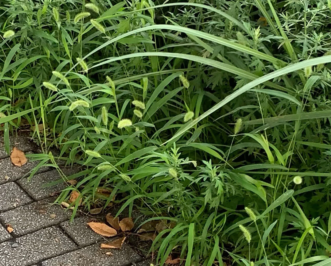 296.私的植物図鑑「エノコログサ」｜松縞しま子