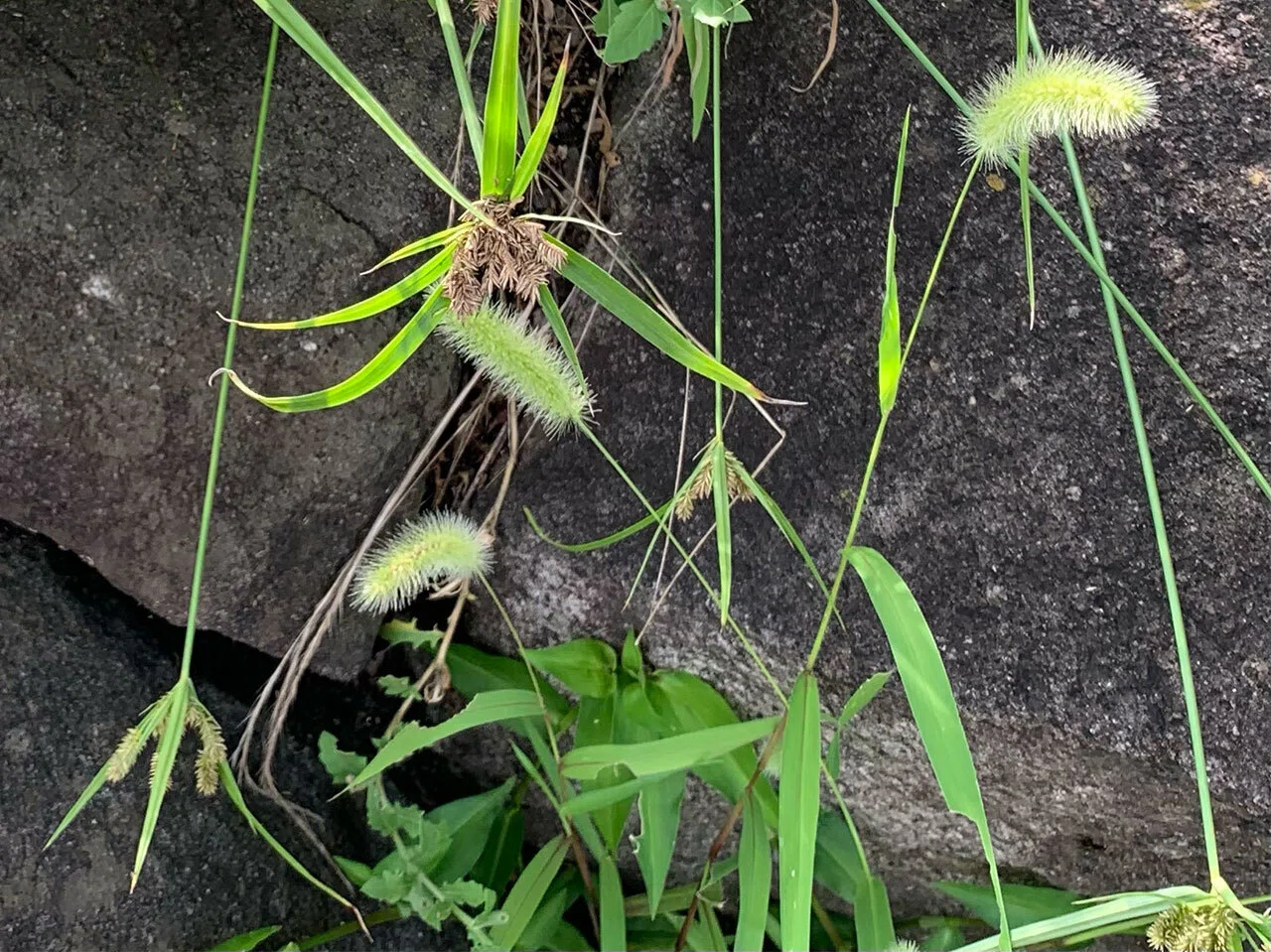 296.私的植物図鑑「エノコログサ」｜松縞しま子
