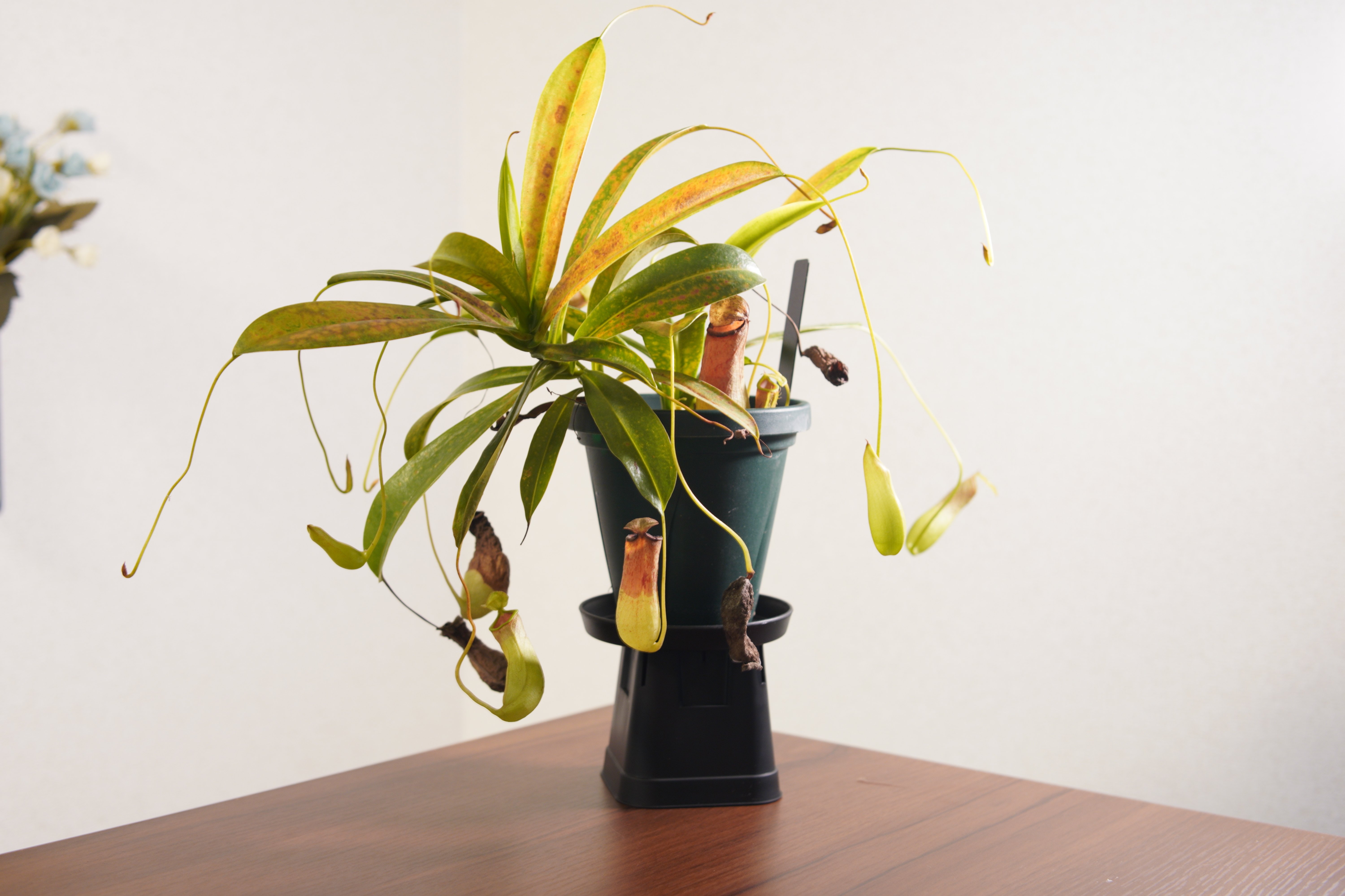 ツボ記】ネペンテス 