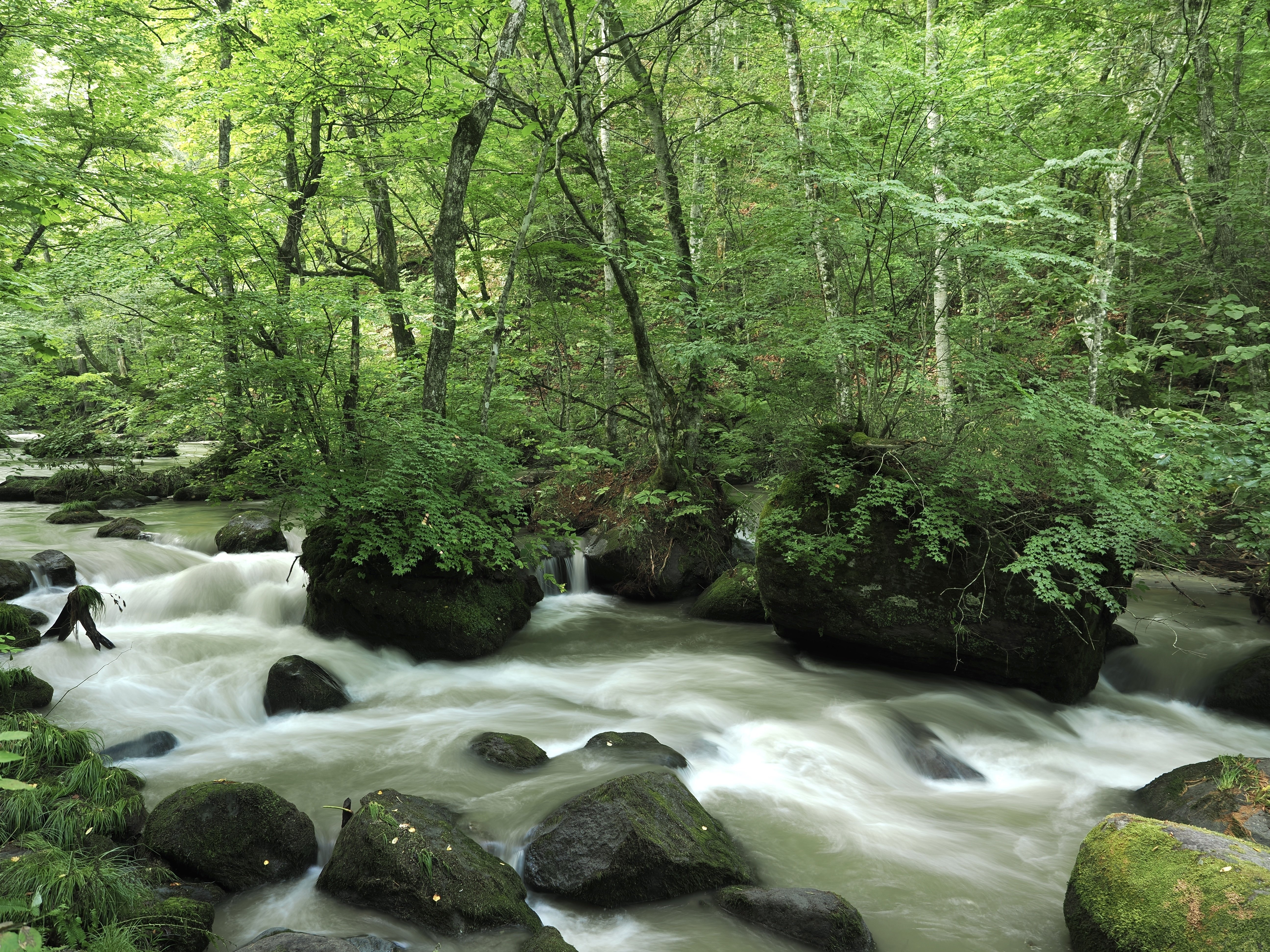 今日の奥入瀬渓流 25/8/26｜奥入瀬日和@星野リゾート