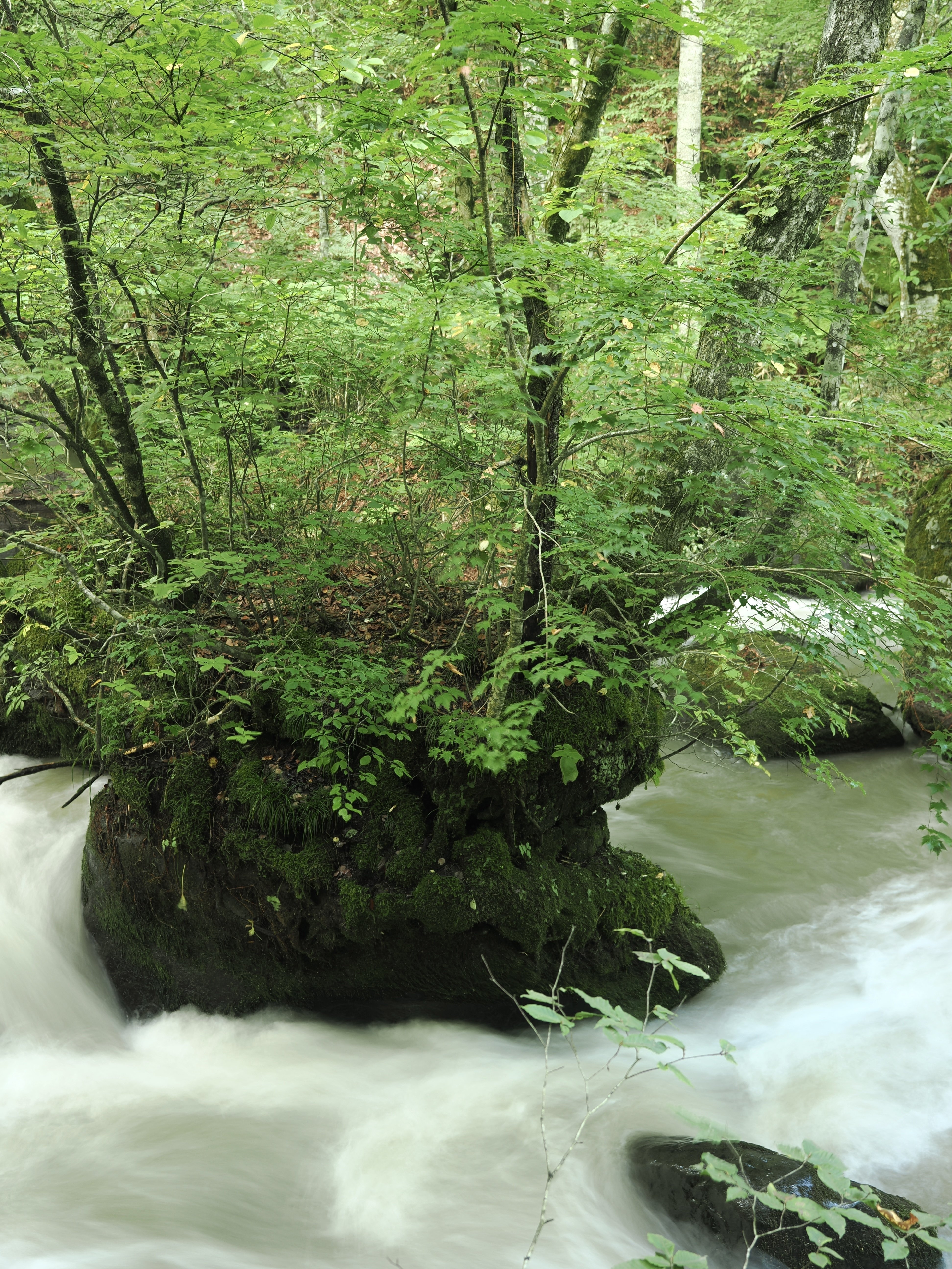 今日の奥入瀬渓流 25/8/26｜奥入瀬日和@星野リゾート