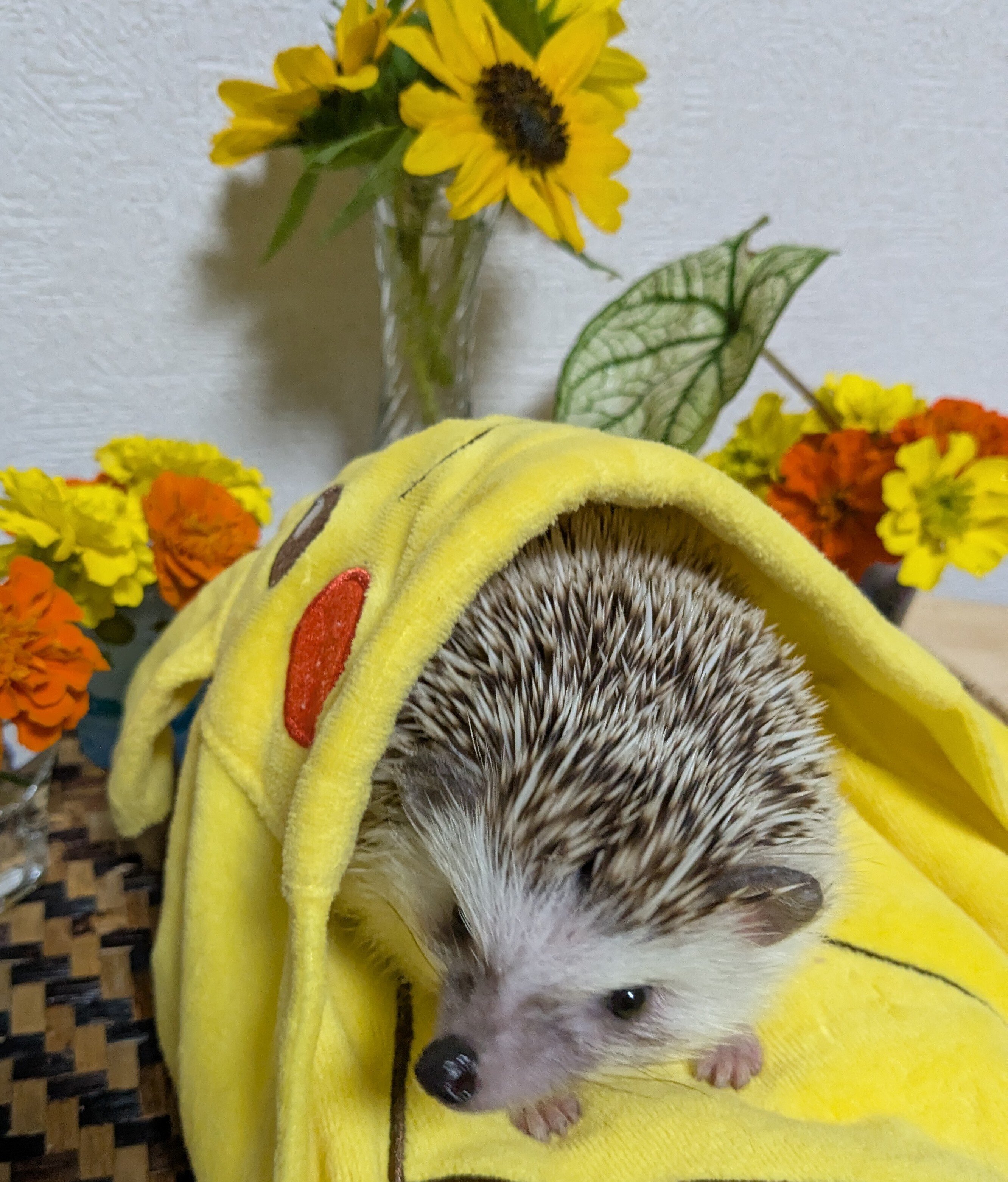 2025年8月26日（火）ハリネズミ・うに丸とポケモン・フランス語備忘録｜和