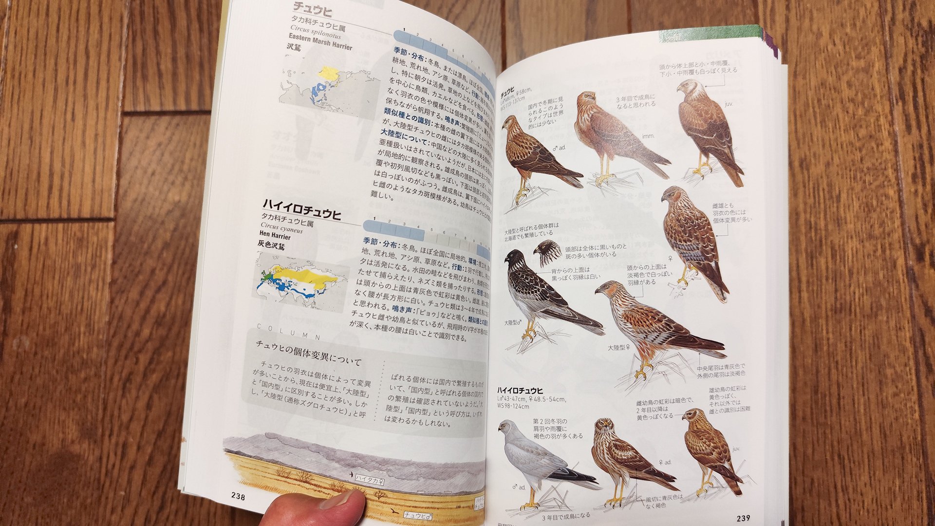 日本の鳥類図鑑の金字塔、幻の図鑑／鳥類原色大図説(全3巻)／昭9・10 元版です 日本の鳥類図鑑の金字塔、幻の図鑑／鳥類原色大図説(全3巻)／