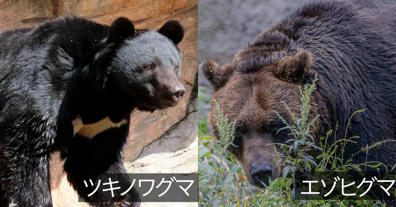 森に帰れないクマたち｜津幹 みむ＊動物たちを描く人