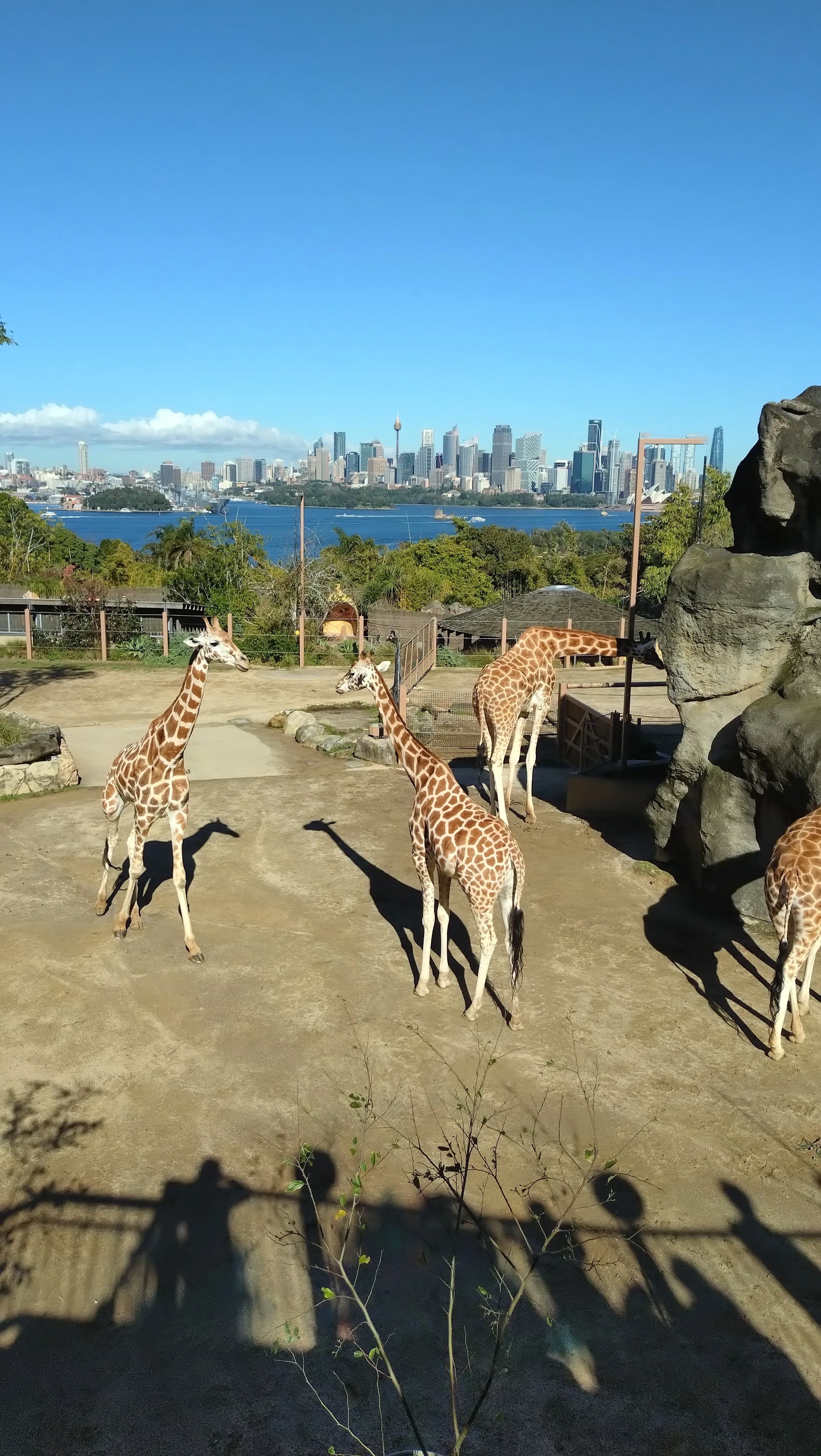 海外旅行記】冬のシドニー4泊6日⑦Day3 タロンガ動物園｜TRIP_YUKO
