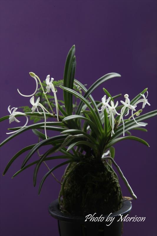 富貴蘭「宝錦」の花｜KJ Morison
