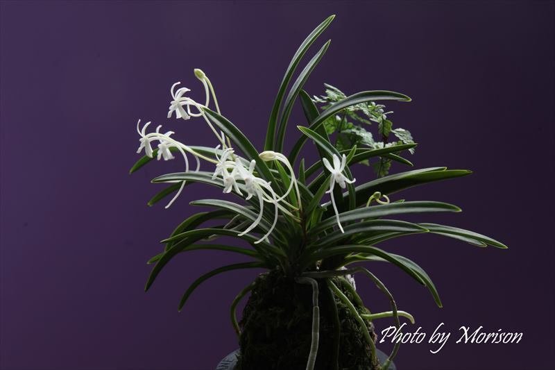 富貴蘭「宝錦」の花｜KJ Morison