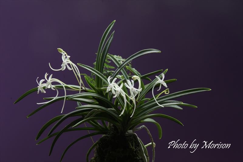 富貴蘭「宝錦」の花｜KJ Morison