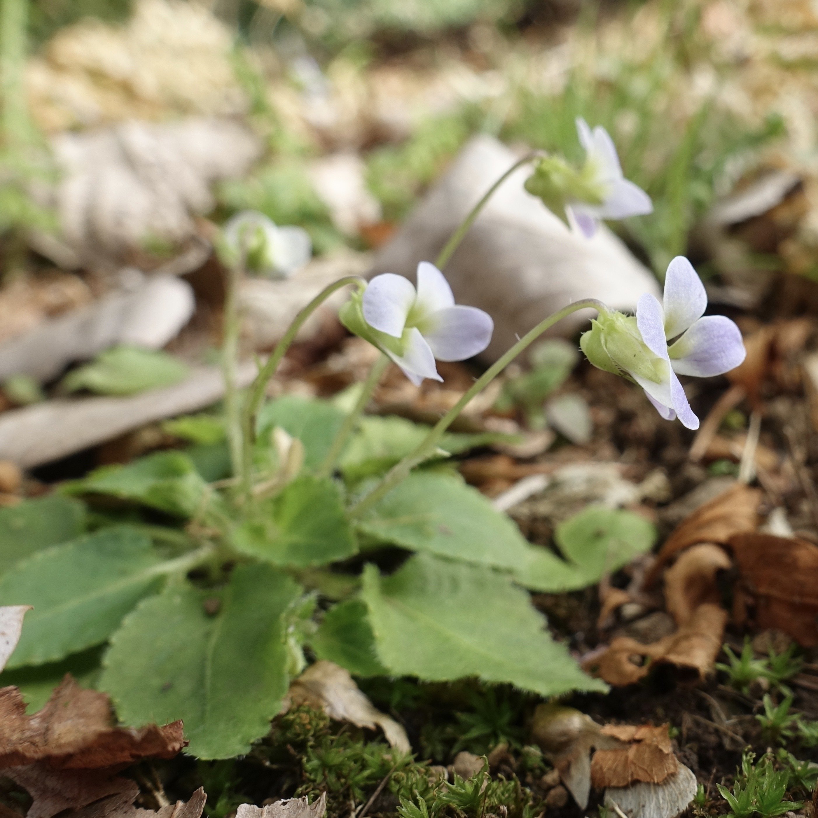 ツクシスミレ Viola diffusa｜noteスミレの部屋