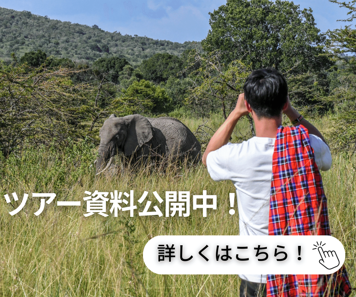 ケニアサファリのBIG5】サファリで必ず会いたい！アフリカゾウの魅力と