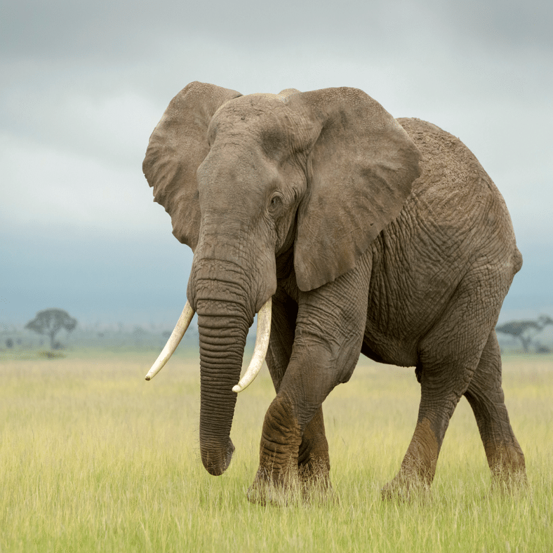 ケニアサファリのBIG5】サファリで必ず会いたい！アフリカゾウの魅力と