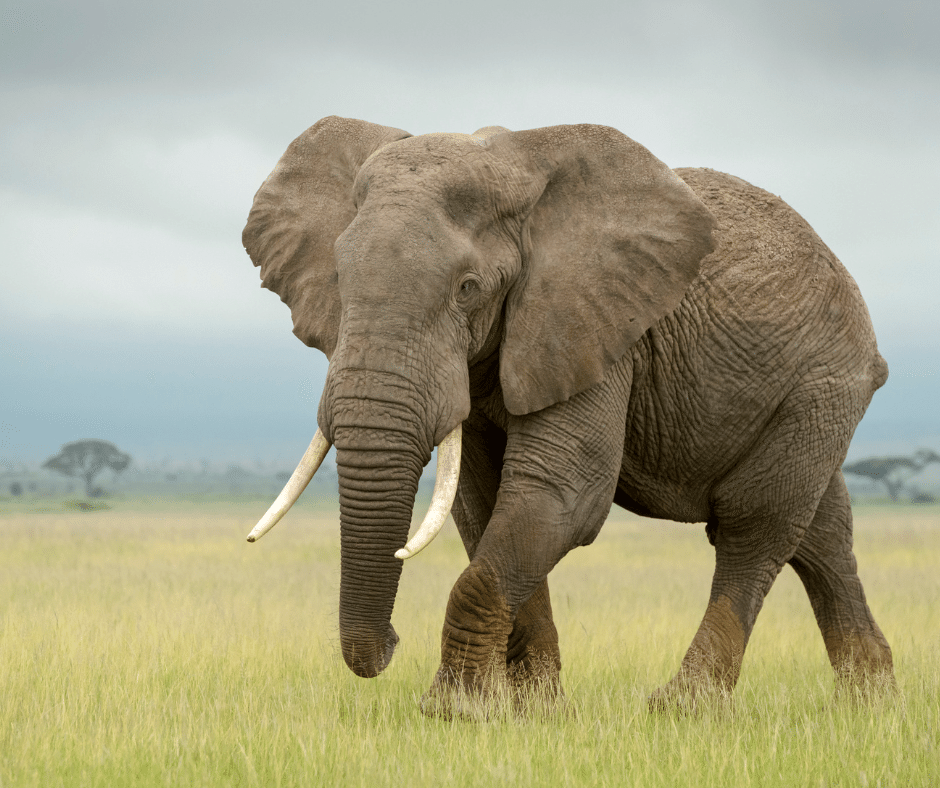 ケニアサファリのBIG5】サファリで必ず会いたい！アフリカゾウの魅力と