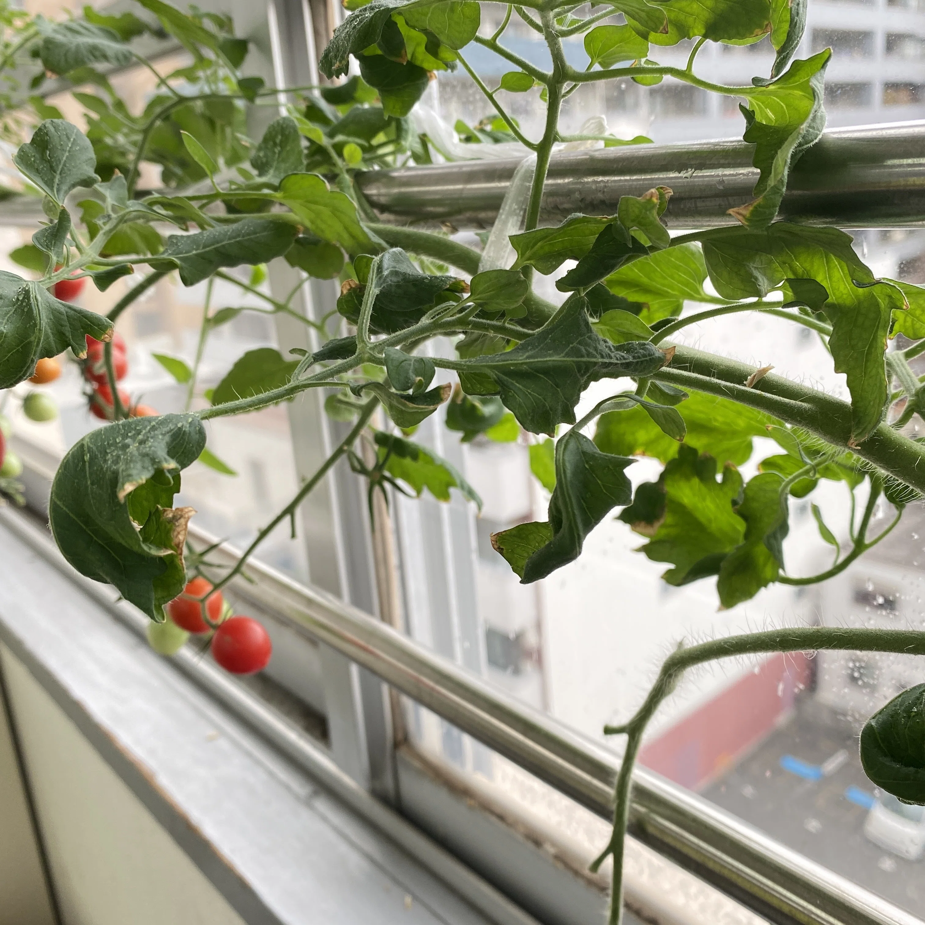 太陽光だけ！室内窓際ミニトマト栽培チャレンジ続編2｜水耕栽培専門店