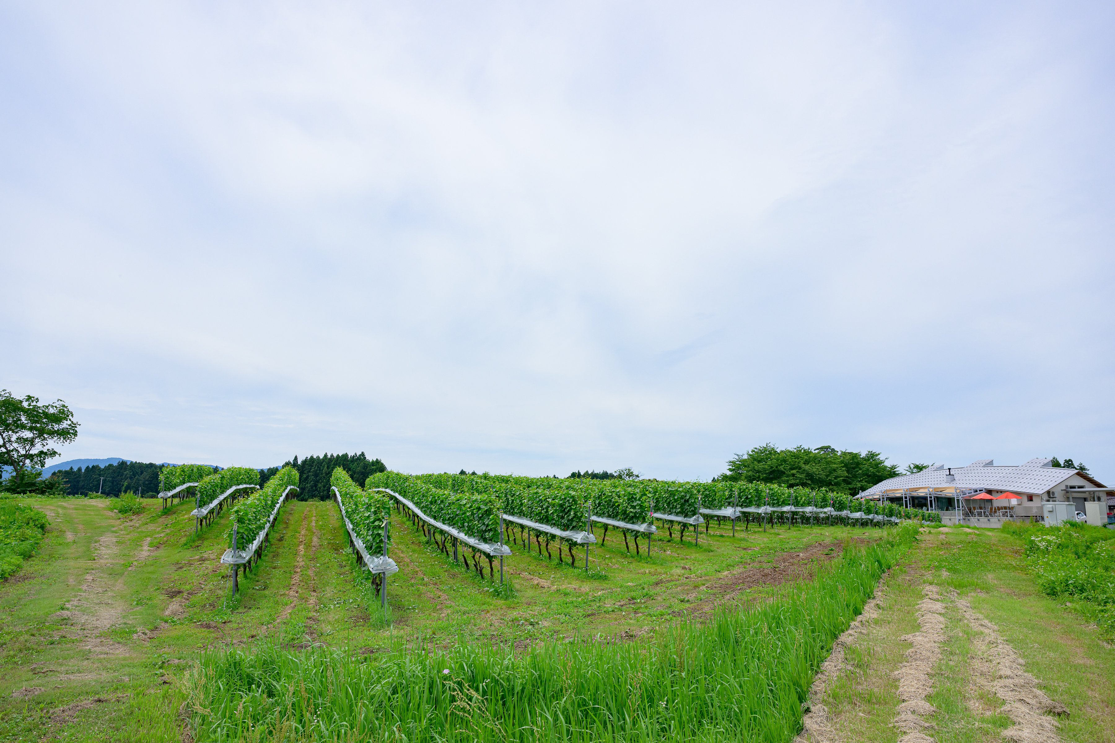 ワインビジネス : ブドウ畑から食卓までつなぐグローバル戦略 Amazon.co.jp: ワインビジネス : ブドウ畑から食卓までつなぐ