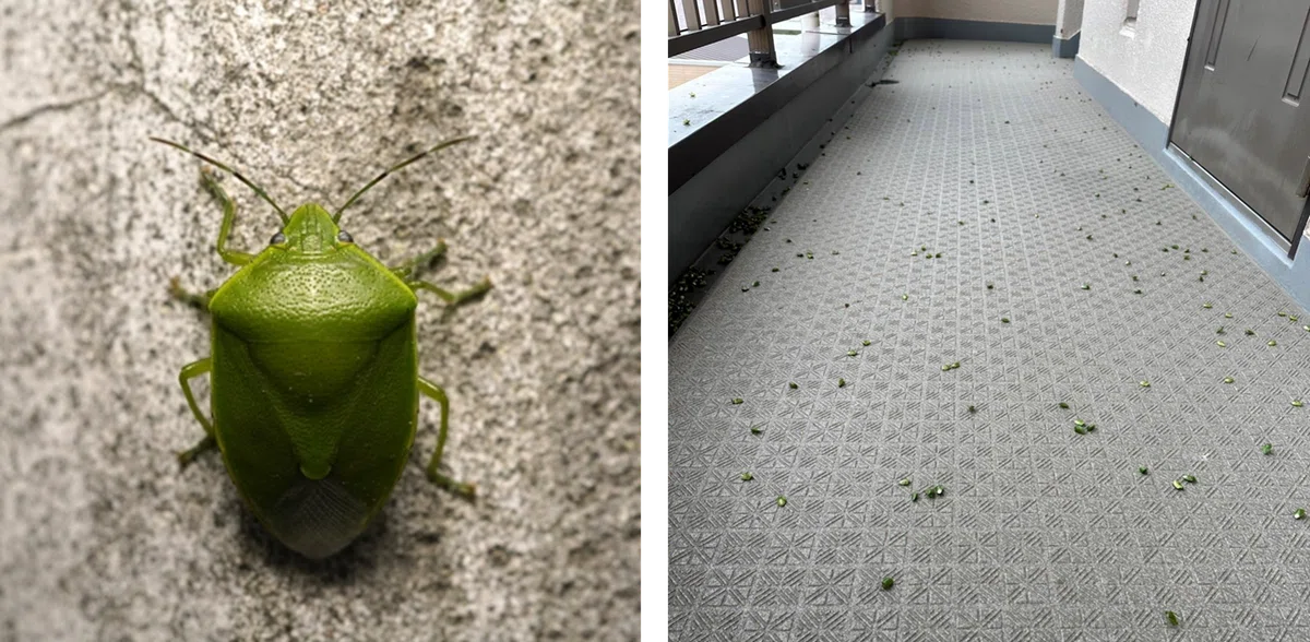 カメムシ大発生 ~当たり年の秋は、壁や廊下がカメムシだらけ|KINCHO公式note 大日本除虫菊株式会社 金鳥