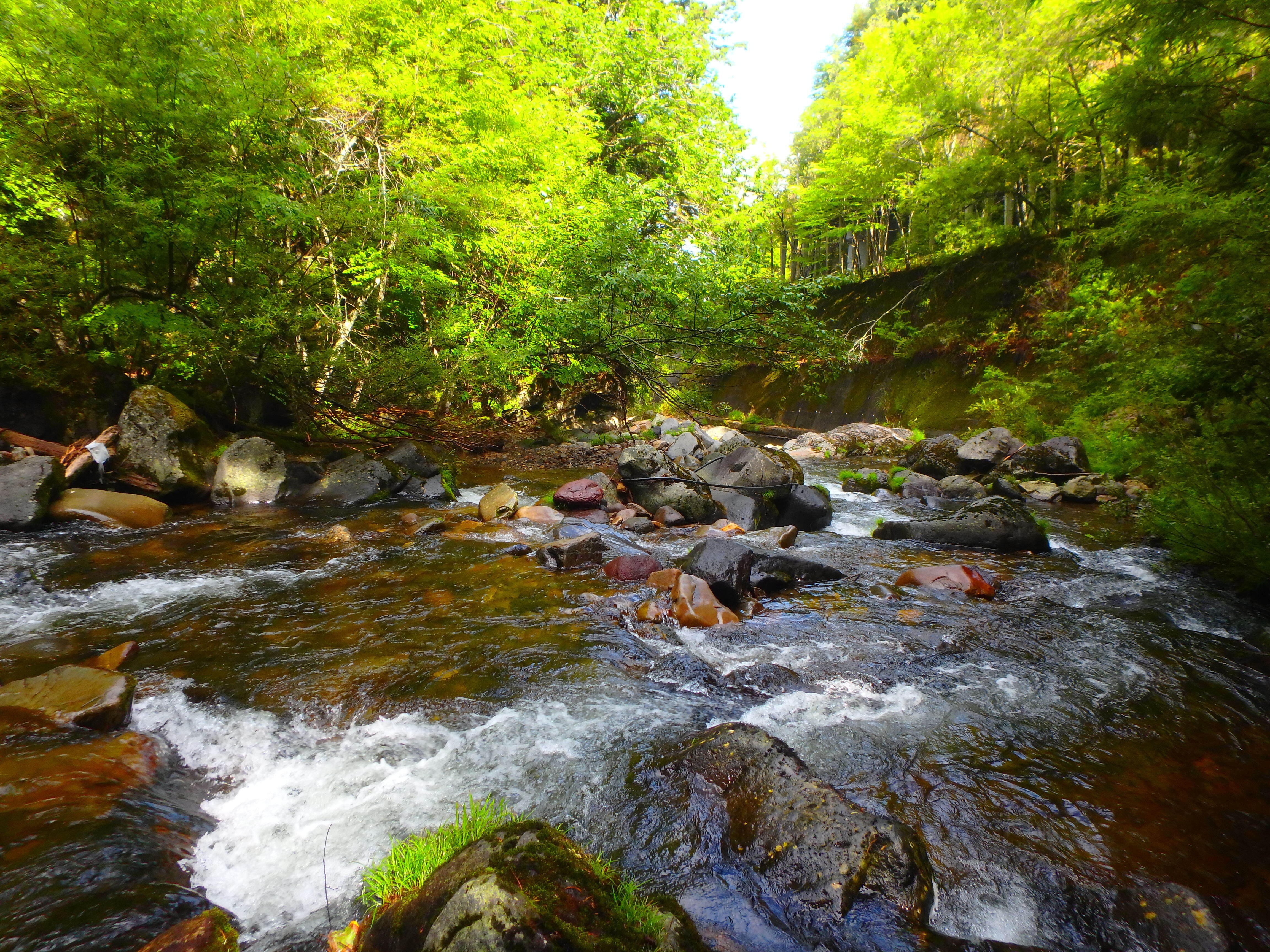 夏の渓流釣り～飛騨川支流 日和田川釣行｜SW工房