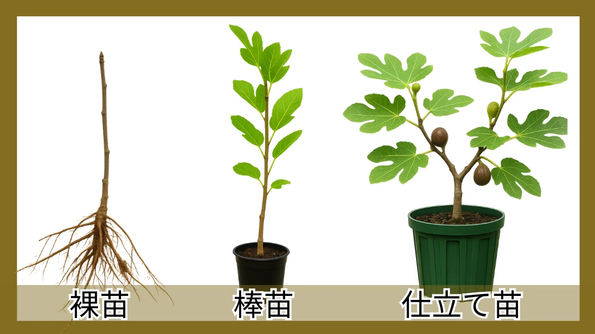 いちじく 鉢植えの植え付け完全ガイド｜時期・土・鉢サイズ｜tosamiの