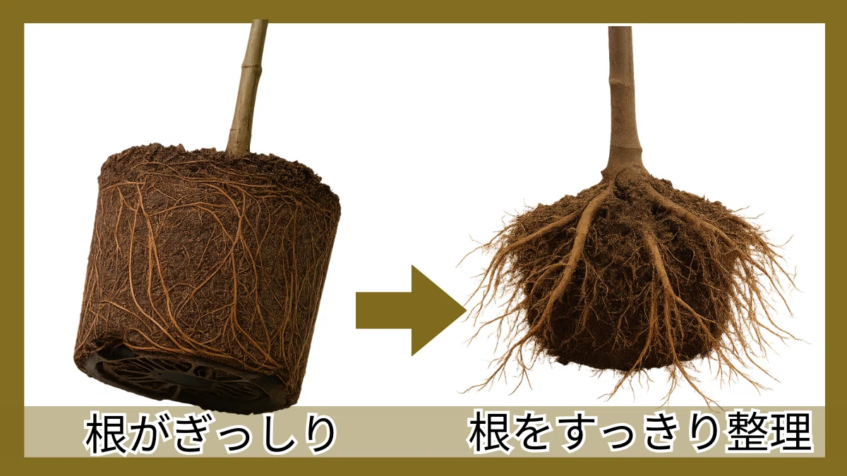 いちじく 鉢植えの植え付け完全ガイド|時期・土・鉢サイズ|tosamiのgreenな200鉢生活