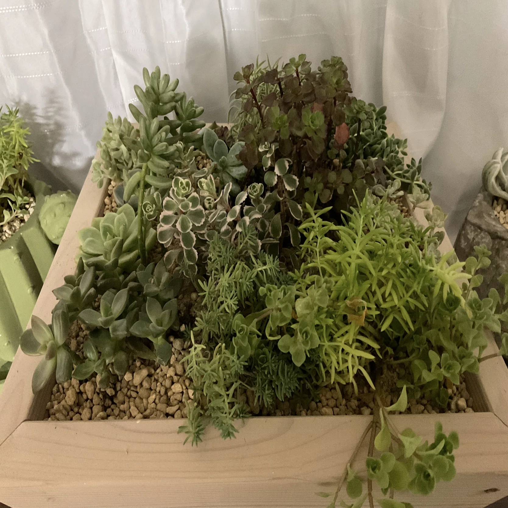 ズボラ初心者が多肉植物の寄せ植えで気を付けないといけないこと｜もひー