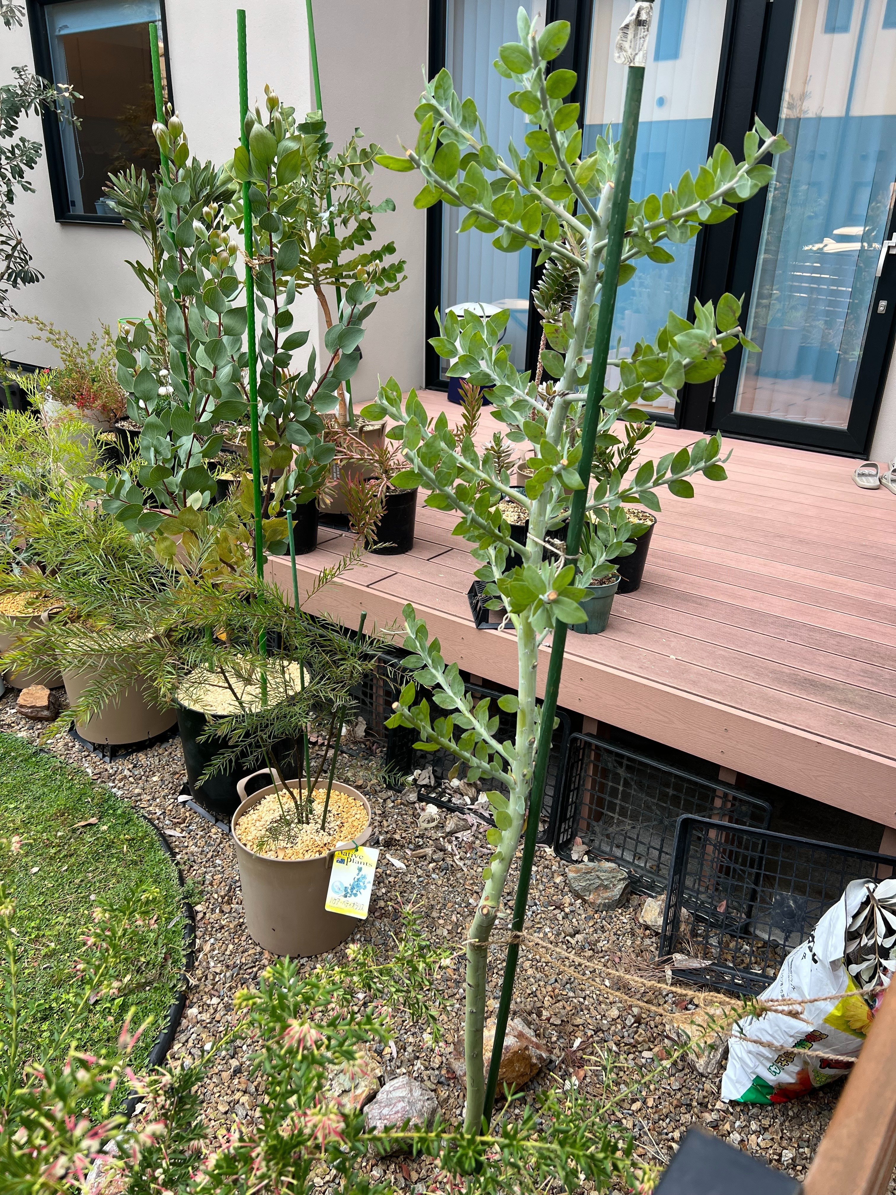 今日のオージー｜成長速すぎ！パールアカシア｜ジョセ｜オージー