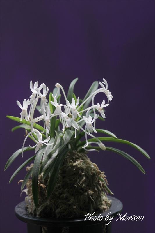 富貴蘭　山吹雪(奇花) 3本立 富貴蘭山吹雪(奇花) 3本立