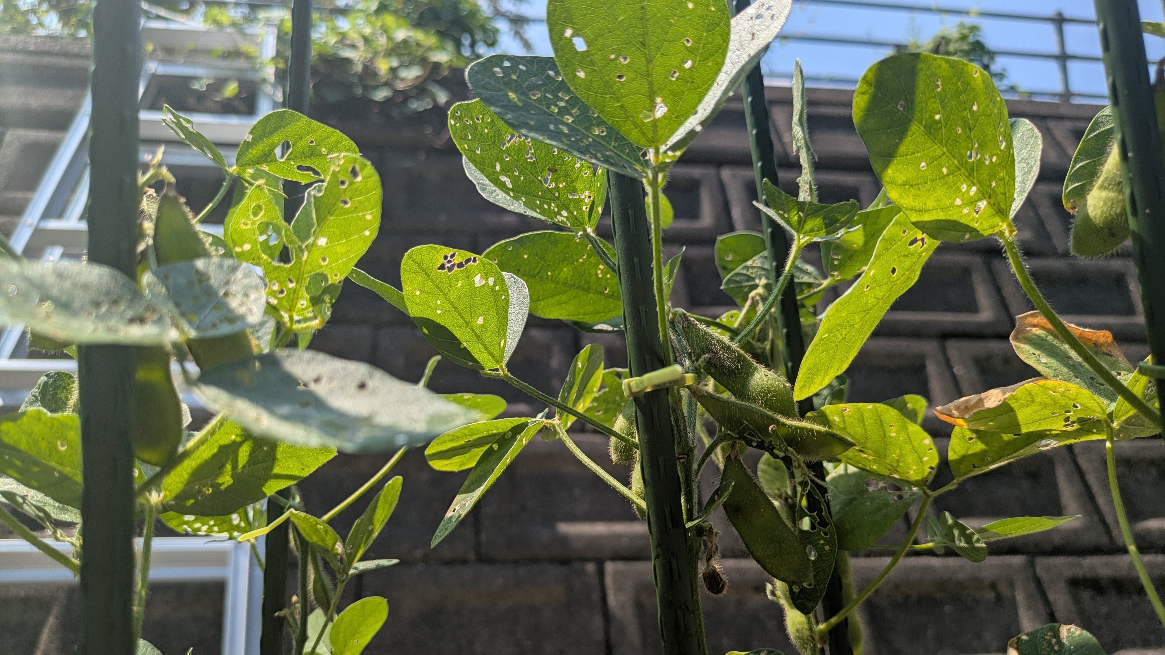 家庭菜園⑱穴だらけの枝豆の葉っぱ｜ロジャー